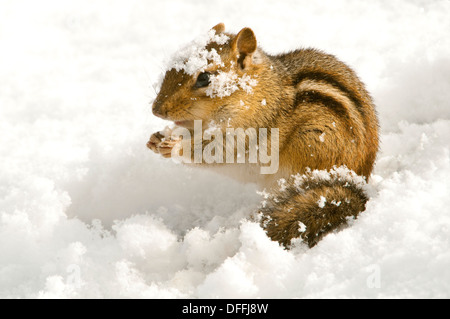 Eastern Chipmunk Tamias striatus aß Eicheln im Winter Eastern N America, von Skip Moody/Dembinsky Photo Assoc Stockfoto