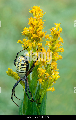 Schwarz und gelb Argiope Spider Argiope Aurantia auf Goldrute im Osten der USA Stockfoto