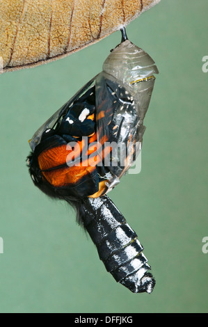 Monarchfalter Danaus Plexippus Erwachsenen aus Chryalis, E Nordamerika Stockfoto