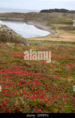 vertikale nordischen Landschaft mit roten Beeren auf See-Ufer-Hintergrund Stockfoto