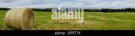 Panorama-Bild der großen Rundballen Heu in einen Acker in ländlichen Prince Edward Island, Kanada. Stockfoto