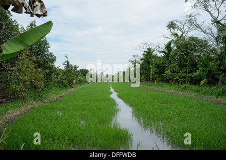 Reisfeld im Mekong Delta, Vietnam Stockfoto