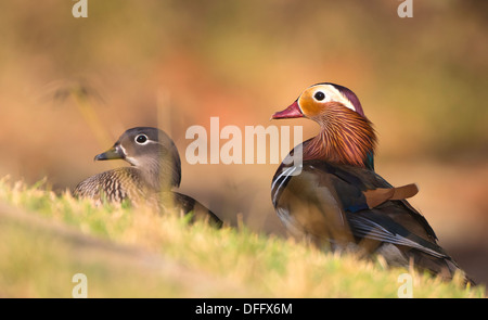 Mandarin Ente Zuchtpaar Stockfoto