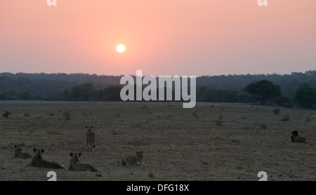 Löwe stolz im Freiland bei Sonnenaufgang Stockfoto