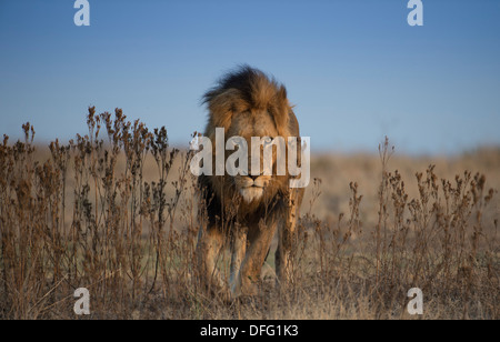 afrikanische männlichen Löwen zu Fuß in Richtung Kamera im Freiland Stockfoto