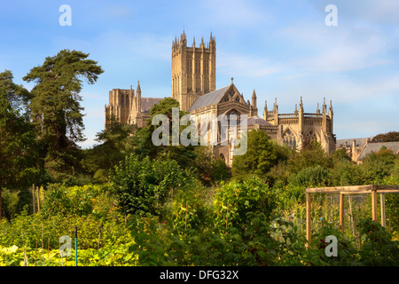Wells, Dom, Somerset, England, Vereinigtes Königreich Stockfoto
