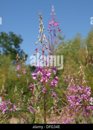 Weidenröschen, große Weide-Kraut, Rosebay Weidenröschen / Chamerion Augustifolium / Schmalblättriges Weidenröschen Stockfoto