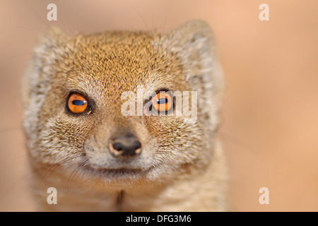 Gelbe Mungo (Cynictis Penicillata), Kgalagadi Transfrontier Park, Northern Cape, Südafrika, Afrika Stockfoto