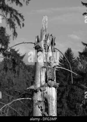 Alten gebrochenen Fichte in den Wald schwarz und weiß Stockfoto