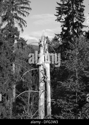 Alten gebrochenen Fichte in den Wald schwarz und weiß Stockfoto