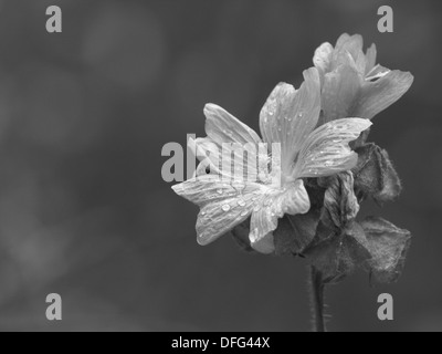 Moschusmalve schwarz / weiß / Malva Moschata / Moschuss-Malve-Schwarz - Weiß Stockfoto