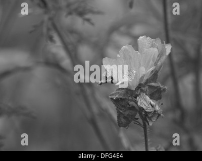 Moschusmalve schwarz / weiß / Malva Moschata / Moschuss-Malve-Schwarz - Weiß Stockfoto