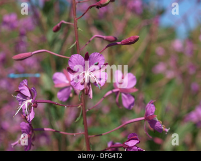 Weidenröschen, große Weide-Kraut, Rosebay Weidenröschen / Chamerion Augustifolium / Schmalblättriges Weidenröschen Stockfoto