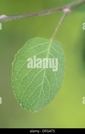 verschneite canescens, Amelanchier ovalis Stockfoto