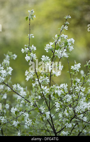 verschneite canescens, Amelanchier ovalis Stockfoto