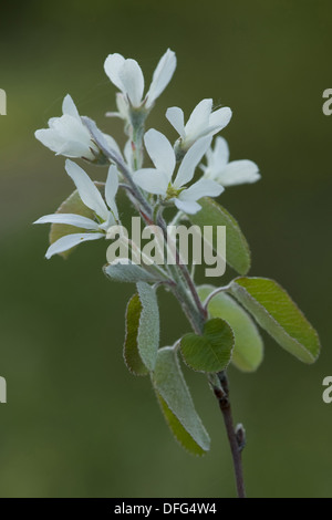 verschneite canescens, Amelanchier ovalis Stockfoto