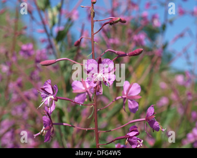 Weidenröschen, große Weide-Kraut, Rosebay Weidenröschen / Chamerion Augustifolium / Schmalblättriges Weidenröschen Stockfoto