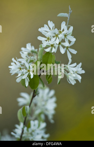 verschneite canescens, Amelanchier ovalis Stockfoto