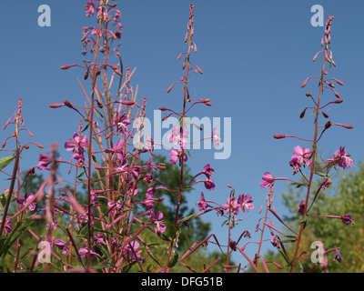 Weidenröschen, große Weide-Kraut, Rosebay Weidenröschen / Chamerion Augustifolium / Schmalblättriges Weidenröschen Stockfoto