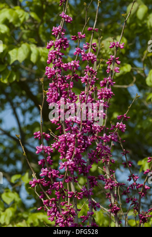Judasbaum Cercis siliquastrum Stockfoto