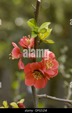 japanische Quitte, Chaenomeles japonica Stockfoto