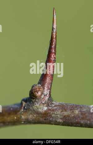 Waldland Weißdorn, Crataegus laevigata Stockfoto