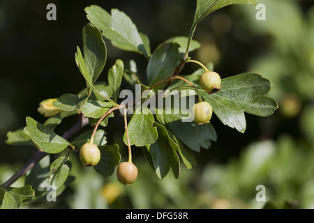 Waldland Weißdorn, Crataegus laevigata Stockfoto