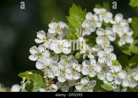 gemeinsamen Weißdorn, Crataegus monogyna Stockfoto