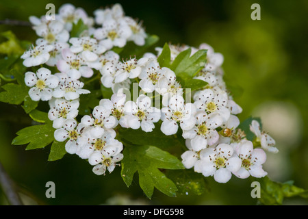 gemeinsamen Weißdorn, Crataegus monogyna Stockfoto