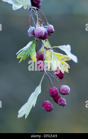 gemeinsamen Weißdorn, Crataegus monogyna Stockfoto