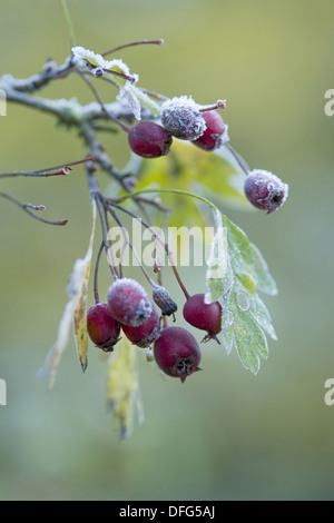 gemeinsamen Weißdorn, Crataegus monogyna Stockfoto