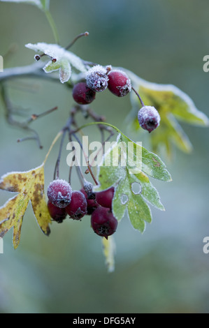 gemeinsamen Weißdorn, Crataegus monogyna Stockfoto