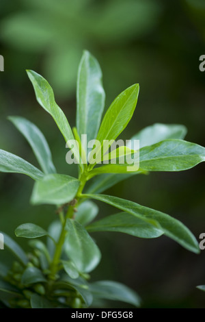 Seidelbast, Daphne mezereum Stockfoto