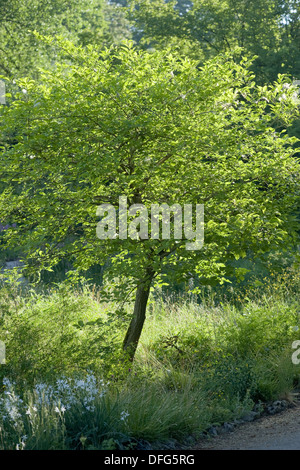 Europäische Spindel, Euonymus europaeus Stockfoto