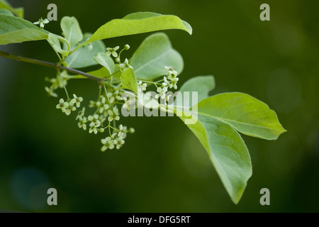 Europäische Spindel, Euonymus europaeus Stockfoto