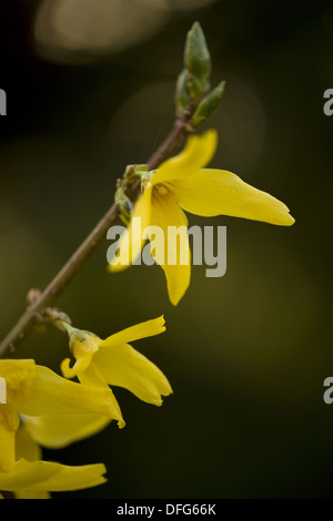 Grenze Forsythie Forsythia x Intermedia Stockfoto