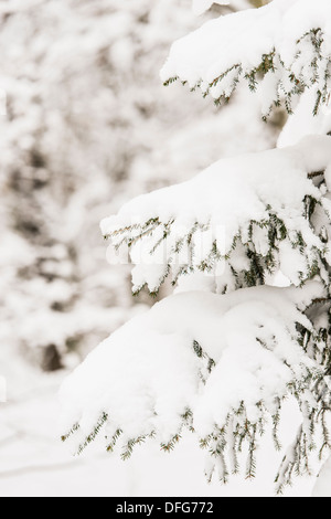 Winterlandschaft mit Schnee bedeckt Bäume in leeren Wäldern Stockfoto