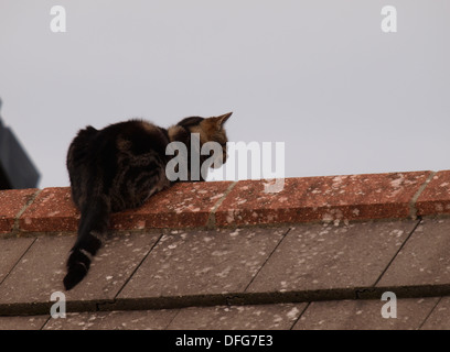 Katze saß auf einem Dach, UK Stockfoto