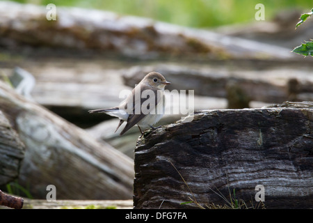 Erste Winter Red-breasted Flycatcher Ficedula Parva Shetland Schottland, Vereinigtes Königreich Stockfoto