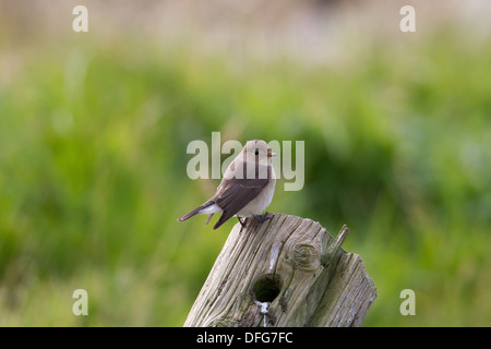 Erste Winter Red-breasted Flycatcher Ficedula Parva Shetland Schottland, Vereinigtes Königreich Stockfoto