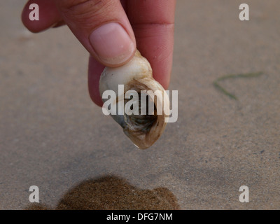 Abholung eine Schale mit einem Einsiedlerkrebs in Devon, Großbritannien Stockfoto