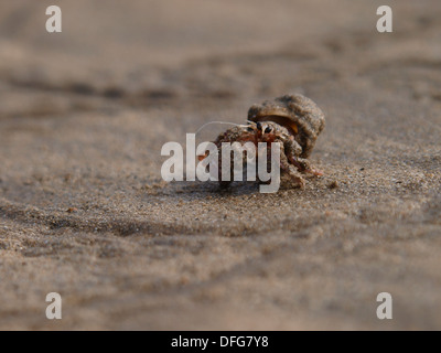 Einsiedlerkrebs, Devon, UK Stockfoto
