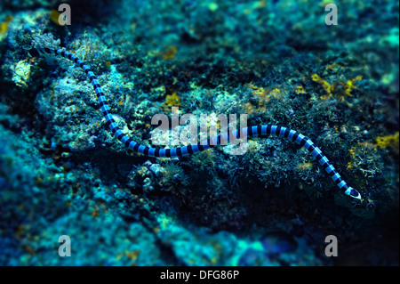 Colubrine Meer Krait, gebändert Meer Krait oder gelb-lippige Meer Krait (Laticauda Colubrina), Raja Ampat, West Papua, Indonesien Stockfoto