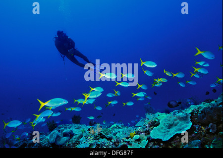 Gelb und Blueback Fusiliers (Caesio Teres) mit einem Taucher, Raja Ampat, West Papua, Indonesien Stockfoto