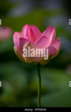 Blume eines indischen Lotus oder Heilige Lotus (Nelumbo Nucifera), Schleswig-Holstein, Deutschland Stockfoto