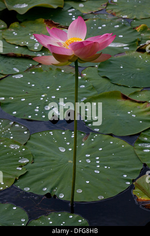 Blume eines indischen Lotus oder Heilige Lotus (Nelumbo Nucifera), Schleswig-Holstein, Deutschland Stockfoto