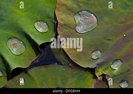Blätter eines indischen Lotus oder Heilige Lotus (Nelumbo Nucifera), Schleswig-Holstein, Deutschland Stockfoto