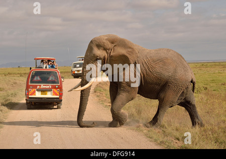 Elefant (Loxodonta Africana) vor einer Safari Fahrzeug, Amboseli Nationalpark, Provinz Rift Valley, Kenia Stockfoto