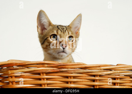 Junge Siam-Bengal Mischling Kätzchen schauen über den Rand des einen Korb Stockfoto