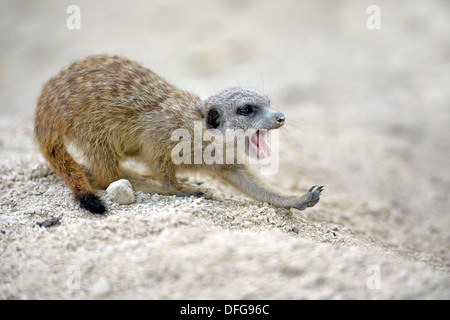 Erdmännchen oder Suricate (Suricata Suricatta) Gähnen pup, stammt aus Afrika, Gefangenschaft, Baden-Württemberg, Deutschland Stockfoto